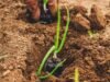 green snake on brown soil