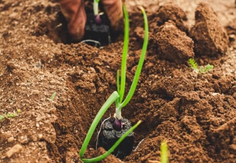 Agriculture worker