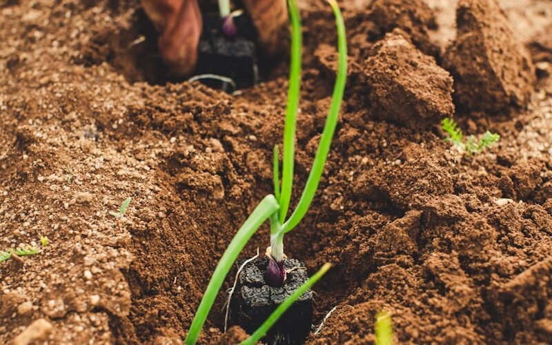 green snake on brown soil