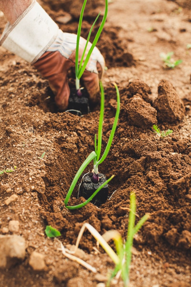 green snake on brown soil